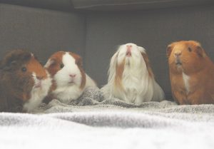 Vier cavia's