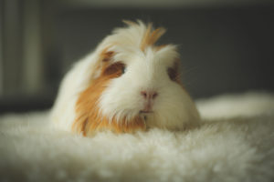 cavia Peach
