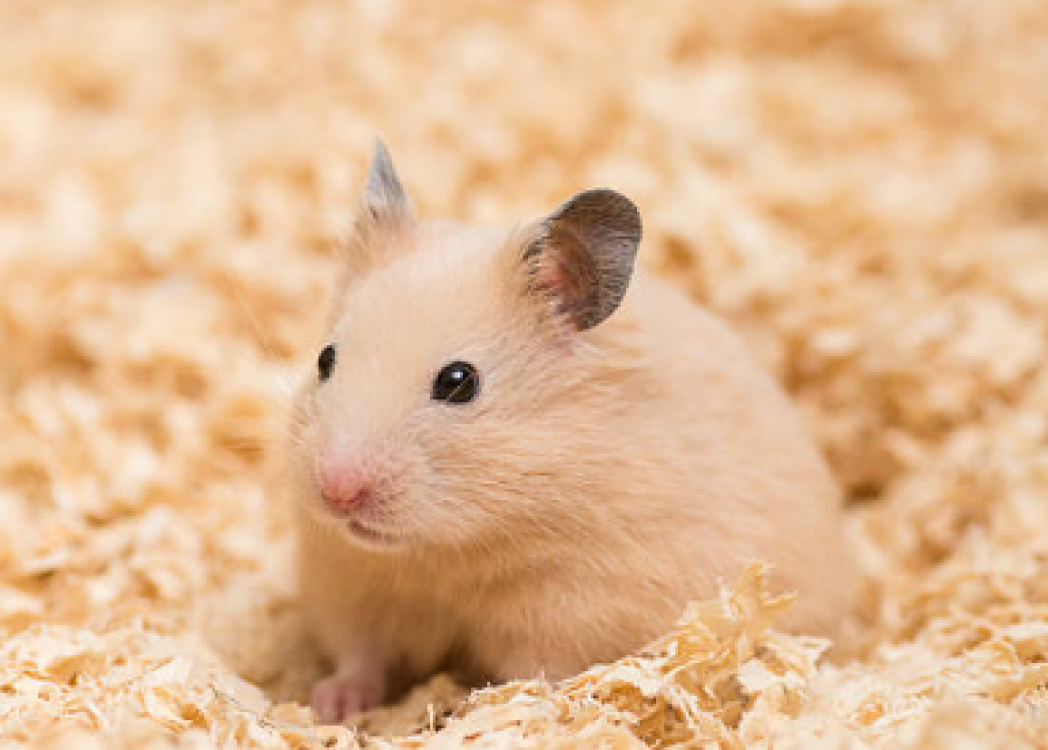 Syrische hamster