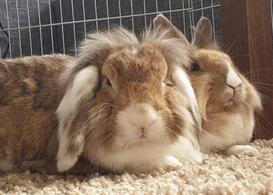 cropped-20190927_151704-1-scaled-5.jpg cropped-20190927_151704-1-scaled-5.jpg